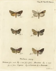 Guldspangle, Autographa bractea 1,2, Euchalcia modestoides 3,4, Lamprotes c-aureum 5 og Panchrysia deaurata 6. Håndfarvet kobberstik af Johann Carl Bock efter Eugenius Johann Christoph Espers Sommerfuglene i illustrationer fra naturen
