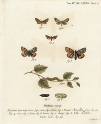 Tjenestepige møl, Dysauxes ancilla 1-3, og orange undervinge, Archiearis parthenias 4-8. Håndkoloreret kobberstik af Johann Carl Bock efter Eugenius Johann Christoph Espers Sommerfuglene i illustrationer fra naturen, Erlangen