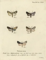 Hjerte- og pilmøl, majroe-møl og sølvsky.