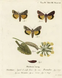 Stor gul undervinge, Noctua pronuba og varianter. Håndkoloreret kobberstik af Johann Carl Bock efter Eugenius Johann Christoph Espers Sommerfuglene i illustrationer fra naturen, Erlangen