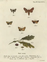 Malacosoma franconicum møl og feston, Apoda limacodes.