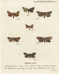 Pharmacis carna 2-4, orange swift, Triodia sylvina 5,6, og gold swift, Phymatopus hekta 7. Håndkoloreret kobberstik af Johann Carl Bock efter Eugenius Johann Christoph Espers Sommerfuglene i illustrationer fra naturen, Erlangen