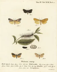 Rødhalset fodmand, Atolmis rubricollis 1,, fire-plettet fodmand, Lithosia quadra 2-6, og buff fodmand, Katha depressa 7,9. Håndkoloreret kobberstik af Johann Carl Bock efter Eugenius Johann Christoph Espers Die Schmetterlinge in Abbildungen na