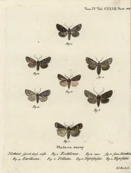 Saksisk møl, Hyppa rectilinea 1, saksmøl, Hada plebeja 2,3, sumpdolk, Acronicta strigosa 4, brunplettet tandhjul, Agrochola litura 5, hvid-line pil, Euxoa nigrofusca 6, Opigena polygona 7. Håndkoloreret kobberstik Carl Bock efter