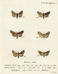Sjælden sølv Y, Syngrapha interrogationis 1,2, almindelig gylden Y, Autographa jota 3-5, guldplet, Plusia festucae 6. Håndkoloreret kobberstik af Johann Carl Bock efter Eugenius Johann Christoph Esper