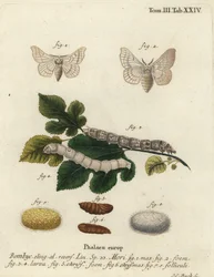 Silkmoth, Bombyx mori.