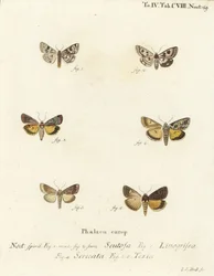 Plettet kløver, Schinia scutosa 1,2, Epilecta linogrisea 3, Guernsey undervinge, Polyphaenis sericata 4, og halmundervinge, Thalpophila matura 5,6. Håndkoloreret kobberstik af Johann Carl Bock efter Eugenius Johann Christoph Esper