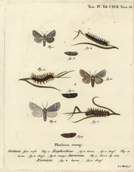 Sød kulemøl, Acronicta euphorbiae 1-5, sparsom dolk, Acronicta auricoma 6, og knudegræsmøl, Acronicta rumicis 7-9. Håndkoloreret kobberstik af Johann Carl Bock efter Eugenius Johann Christoph Espers Die Schmetterlinge in Abbildungen nac