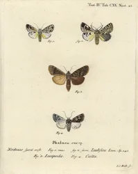 Trichosea ludifica 1,2, sydlig rustik, Rhyacia lucipeta 3, og Lamprosticta culta 4. Håndkoloreret kobberstik af Johann Carl Bock efter Eugenius Johann Christoph Espers Sommerfuglene i illustrationer fra naturen, Erlangen