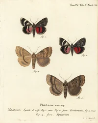 Undervingemøl, Catocala coniuncata 1,2 og Apopestes spektrum 3,4. Noctuae kombineret, Noctuae spøgelse. Håndkoloreret kobberstik af Johann Carl Bock efter Eugenius Johann Christoph Espers Die Schmetterlinge in Abbildungen nach der Natur, Erlangen