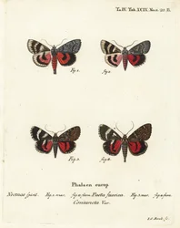 Undervingemøl, Catocala pacta og Catocala coniuncta. Håndkoloreret kobberstik af Johann Carl Bock efter Eugenius Johann Christoph Espers Sommerfuglene i illustrationer fra naturen, Erlangen