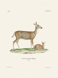 Virginian Deer (1778–1855) Af Johann Andreas Wagener og Johann Christian Daniel von Schreber.