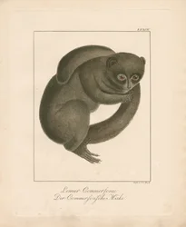 Commersons muselemur (håndkoloreret litografi)