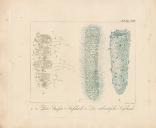 Giant Sea Squirt og Atlantic Sea Squirt (farvet gravering)