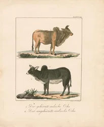 Hornede og hornløse indiske okser (håndkoloreret litografi)