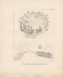 The Blue-Red Sea Squirt (håndkoloreret litografi)