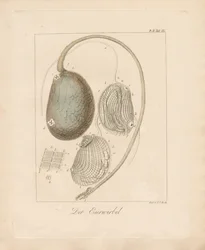 The Egg Structure (farvelagt kobberstik)
