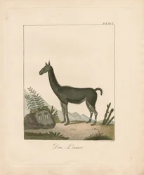 Lamaen (håndkoloreret litografi)