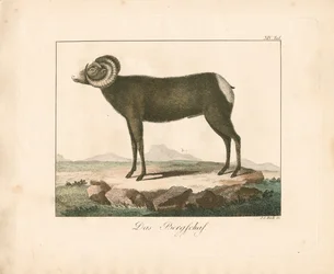 Mufflon (håndkoloreret kobberstik)