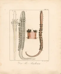 The Sea Lugworm (håndkoloreret kobberstik)