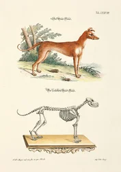 Greyhound og dens skelet