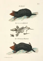 Muldvarpe med skelet