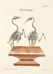 Dykkerens skelet