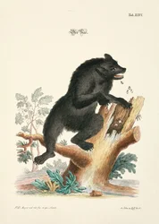 Bjørnen
