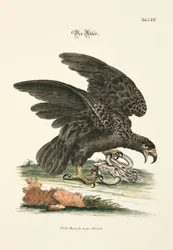 Ørnen