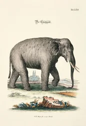 Elefanten