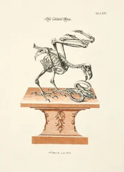 Den skeletterede ørn
