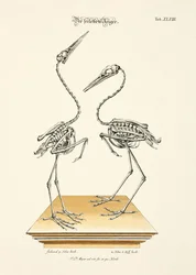 De skeletterede hejrer