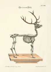 Den skeletterede kronhjort