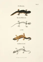 Vandsalamander med skelet