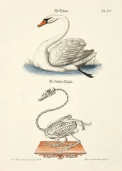 Svanen og dens skelet