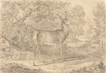En pragtfuld ung kronhjort foran et Wattle-hegn