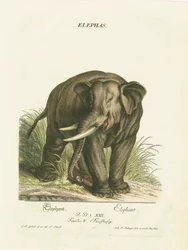 Asiatisk elefant i sit naturlige habitat
