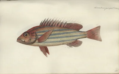 Lutjanus quinquelineatus, før 1790