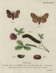 Græsæg, Lasiocampa trifolii.