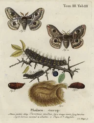 Sloe kejsermøl, Saturnia spini.