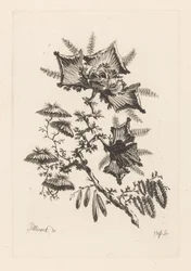 Drageformede blomster Fleures Baroque (serietitel)