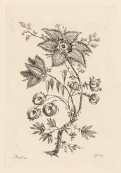 stjerneformede blomster Fleures Baroques (serietitel)