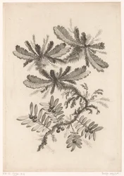 Takken mødte bessen Samling af nye smagsblomster; Til Manufacture des Etoffes de Perse (serietitel)