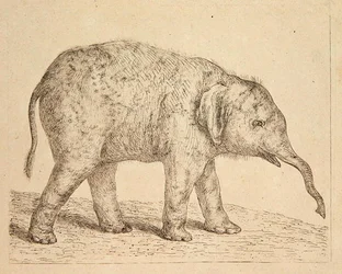 Elefant (ætsning)