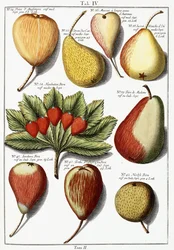 Various pear species, 1760-1766dani