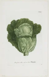 Brassica alba vel viridis, fra Phytanthoza Iconographia, 1735-45