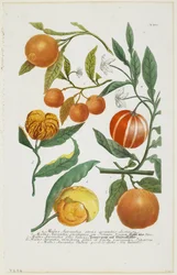 a-e Malus Aurantia etc., fra Phytanthoza Iconographia, 1735-45