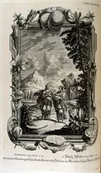 Mandragora plante. Det er ofte kendt som mandrake