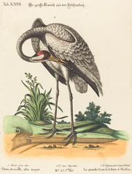 Grus Americana, høj major