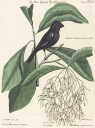 Den lille sorte dompap (Rubicilla minor nigra)